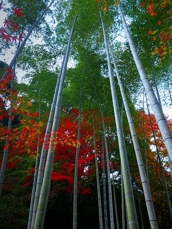 風の湯賞 竹林に彩り地蔵寺